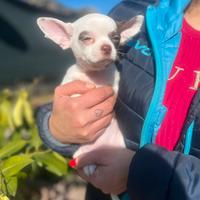 Chihuahua
