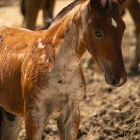 Cavallo criollo top pedigree