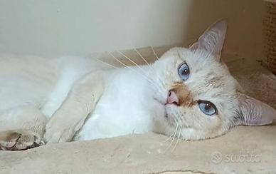 Disponibile Giovane Adulto Gatto Thai - Siamese Tr