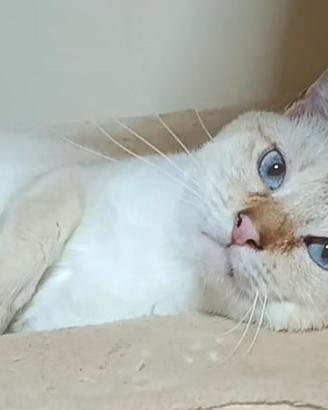Disponibile Giovane Adulto Gatto Thai - Siamese Tr