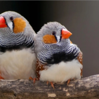 7 l'uno 10 la coppia