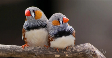 7 l'uno 10 la coppia