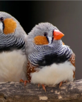 7 l'uno 10 la coppia