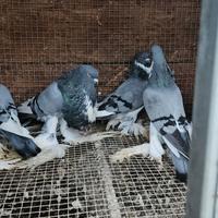 Colombo gozzuto di Pomerania