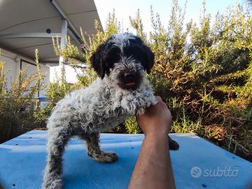 cuccioli di Lagotto romagnolo 
