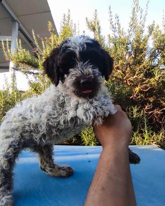 cuccioli di Lagotto romagnolo 