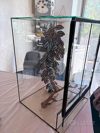 teca geco ciliatus / terrario con omaggi 60x40x40 