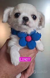 Femmina pelo lungo 60 giorni