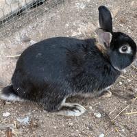 Coniglio nano