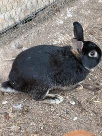 Coniglio nano