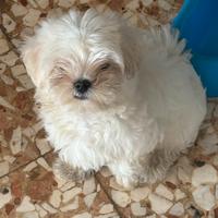 Maltese coreano taglia piccola
