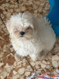 Maltese coreano taglia piccola