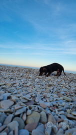 Cucciolo bassotto tedesco 6 mesi