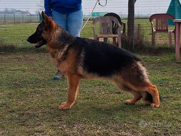 Cucciolona pastore tedesco