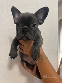 Cuccioli bulldog francese blue