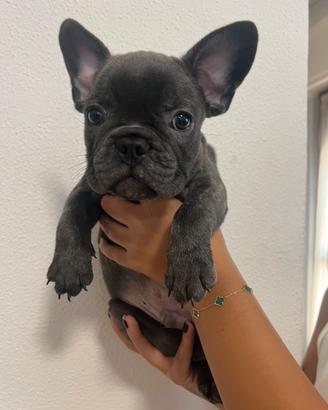 Cuccioli bulldog francese blue