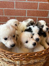 9 cuccioli pastore disponibile