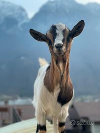 Capra