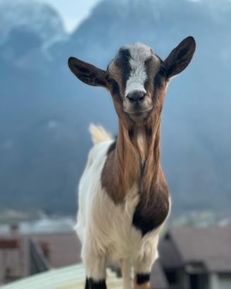 Capra