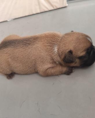 BULLDOG Francese 