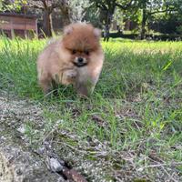 Cuccioli di Pomerania spitz Nano