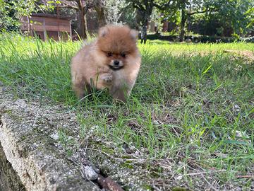 Cuccioli di Pomerania spitz Nano