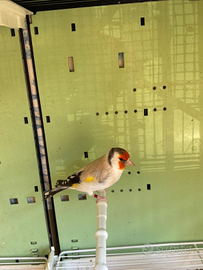 Cardellino maschio mayor