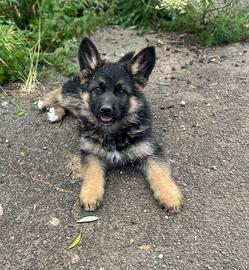 Cucciolo di pastore tedesco