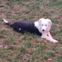 Cuccioli border collie con pedigree