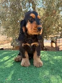 cocker spaniel inglese