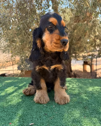 cocker spaniel inglese