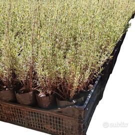 🌿 Lavanda Selvatica vaso ∅16 cm profumata