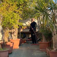 Grandi piante ornamentali