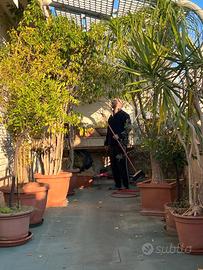 Grandi piante ornamentali