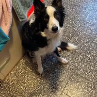 Bordel Collie cane perfetti