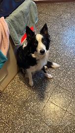 Bordel Collie cane perfetti