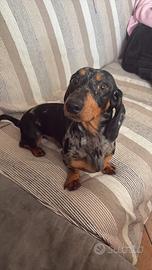 Bassotto nano Arlecchino per monte