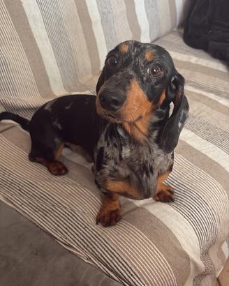 Bassotto nano Arlecchino per monte