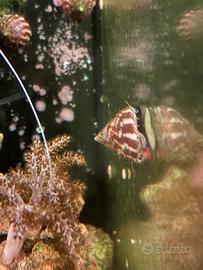 Lumaca Turbo Acquario Marino