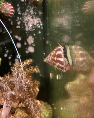 Lumaca Turbo Acquario Marino