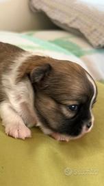 Chihuahua cucciolo con pedigree