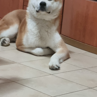 Akita inu