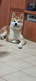 Akita inu