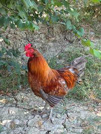 Marans e olive egger