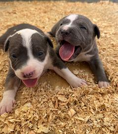 Disponibili cuccioli American Pitbull Standard UKC