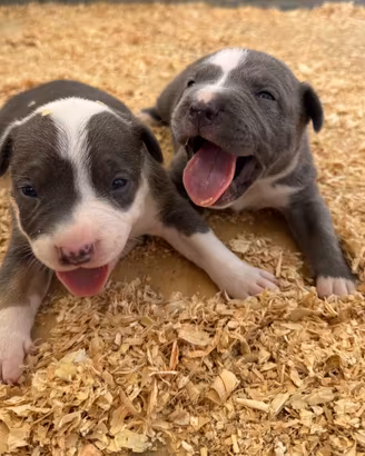 Disponibili cuccioli American Pitbull Standard UKC