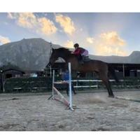 Cavallo salto ostacoli