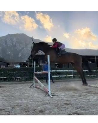 Cavallo salto ostacoli