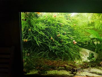 Guppy e piante acquario