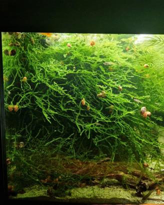 Guppy e piante acquario